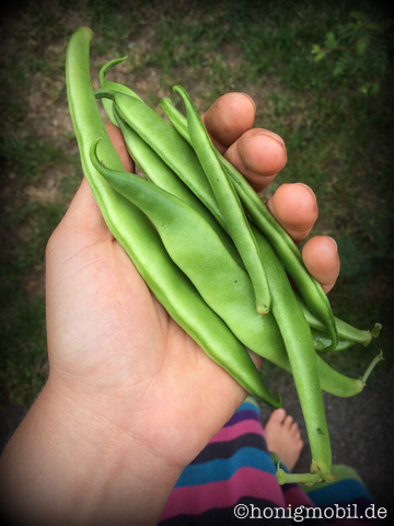 Frische Bohnen aus dem Garten - null Transport, null Verpackung, null Müll.
