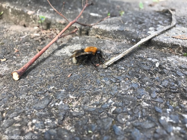 Baumhummel Königin Bombus hypnorum.