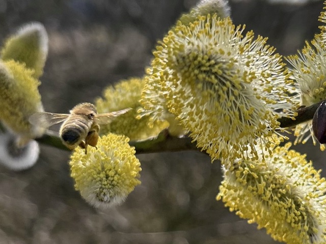 Weidenblüte